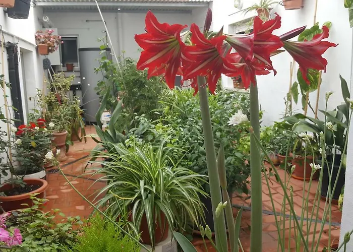 Algarrobena * אלגרובו
