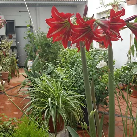 Algarrobena * אלגרובו